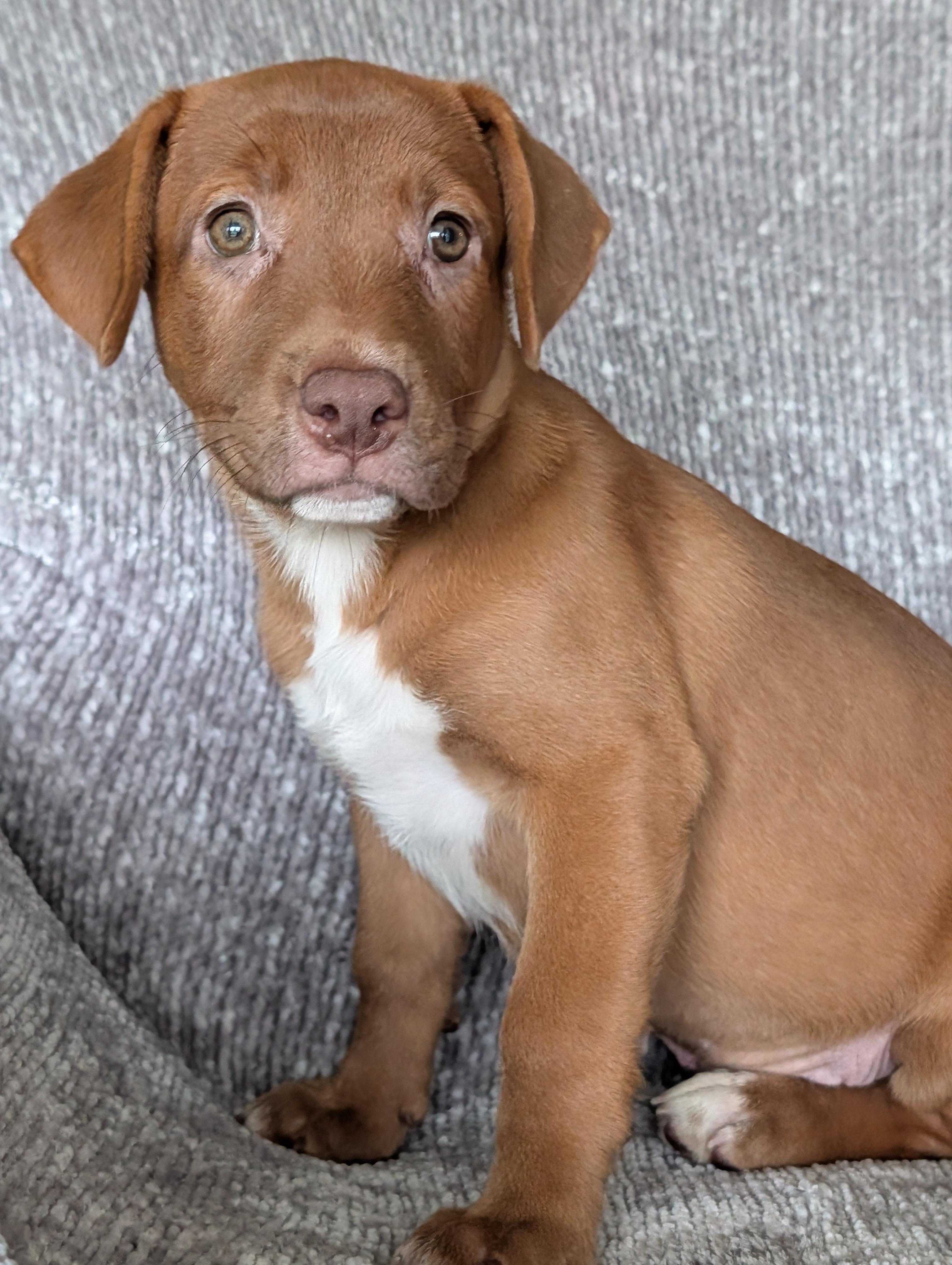 Ginger, a Adoptable mixed breed in Baton Rouge, LA image 6/6