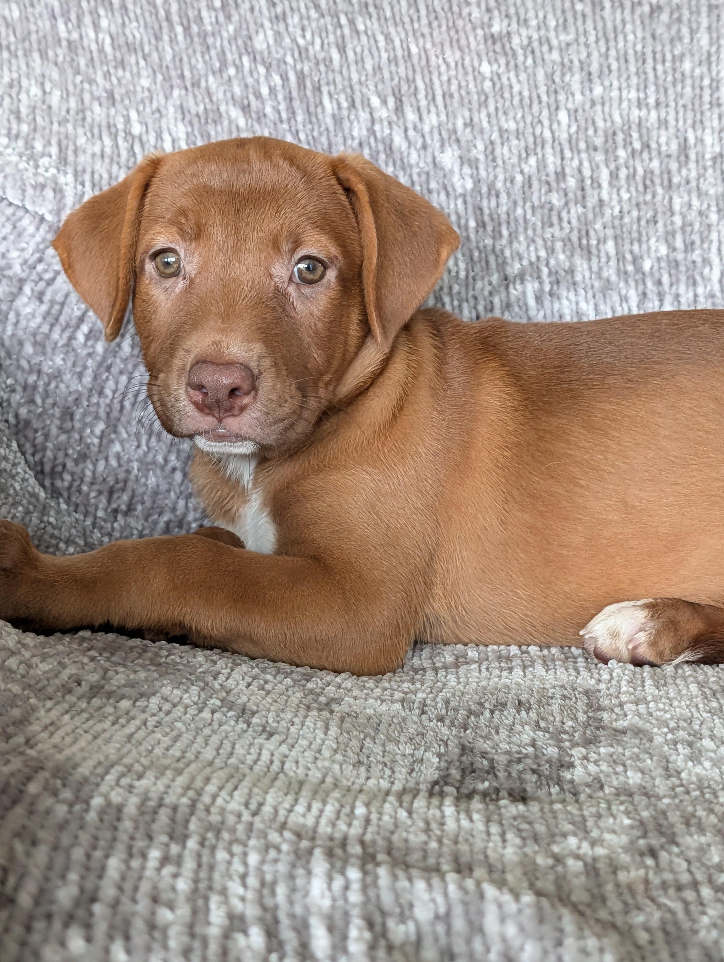 Ginger, a Adoptable mixed breed in Baton Rouge, LA image 4/6