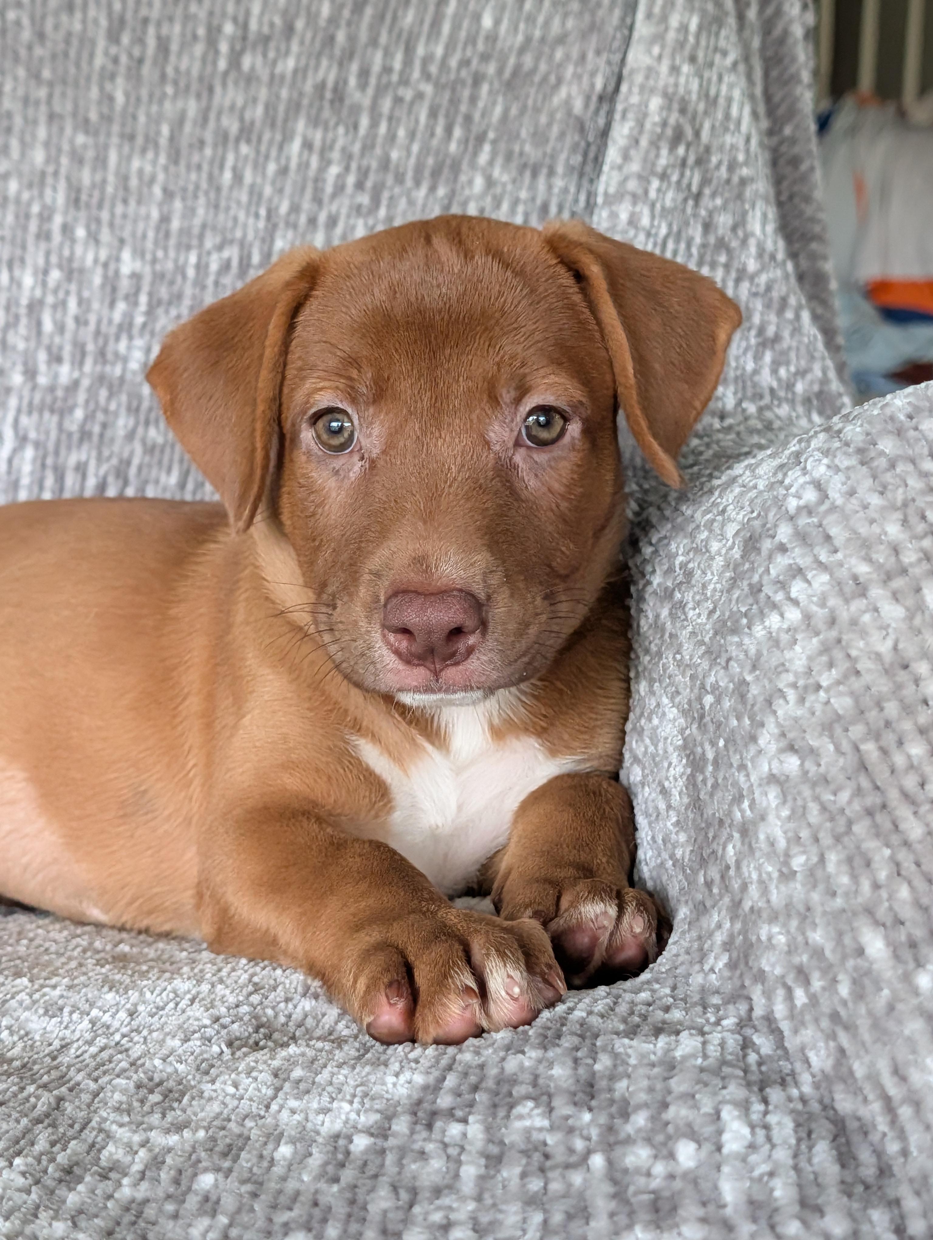 Ginger, Adoptable, Puppy Female Labrador Retriever & Hound.