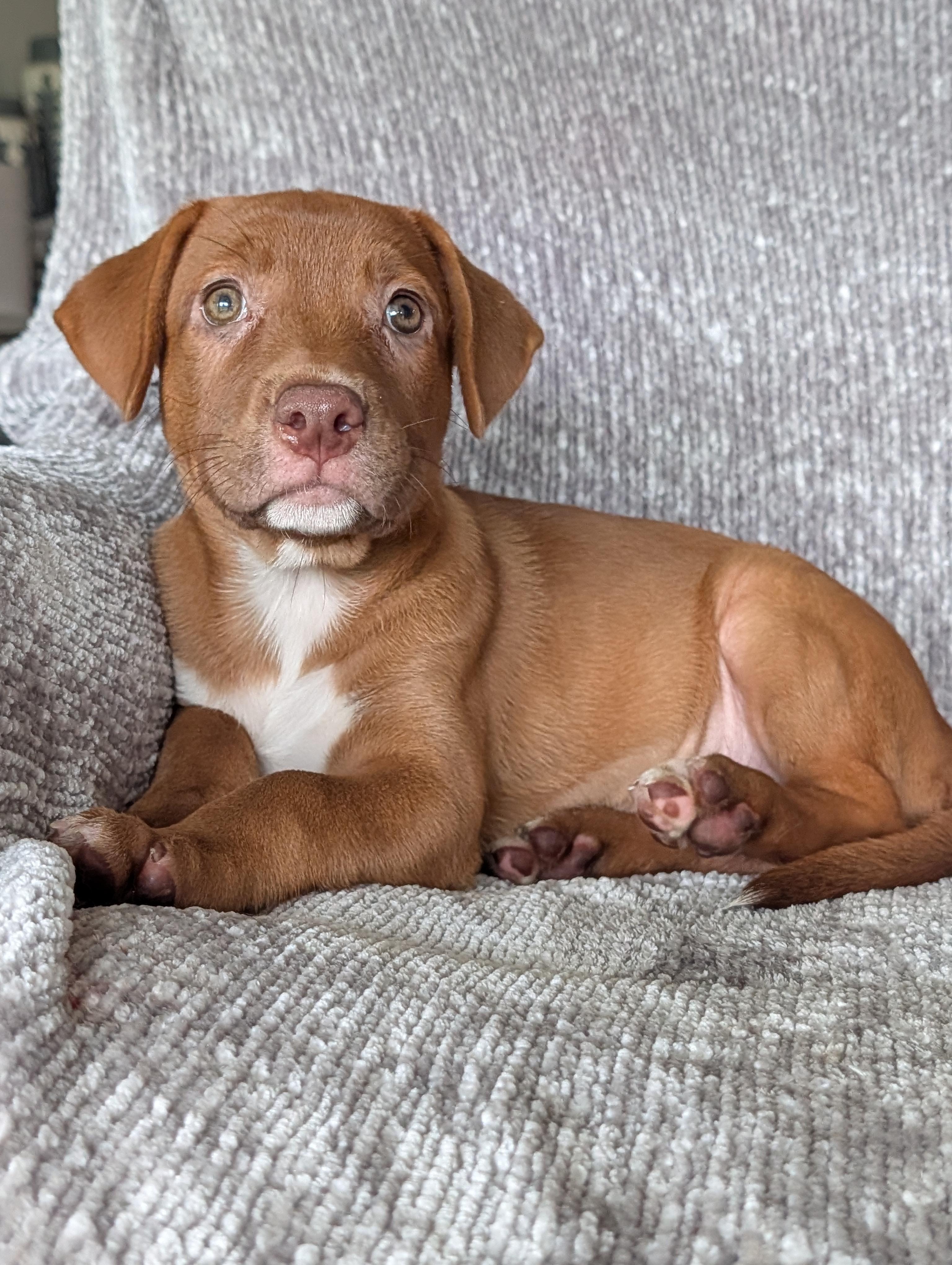 Ginger, a Adoptable mixed breed in Baton Rouge, LA image 2/6
