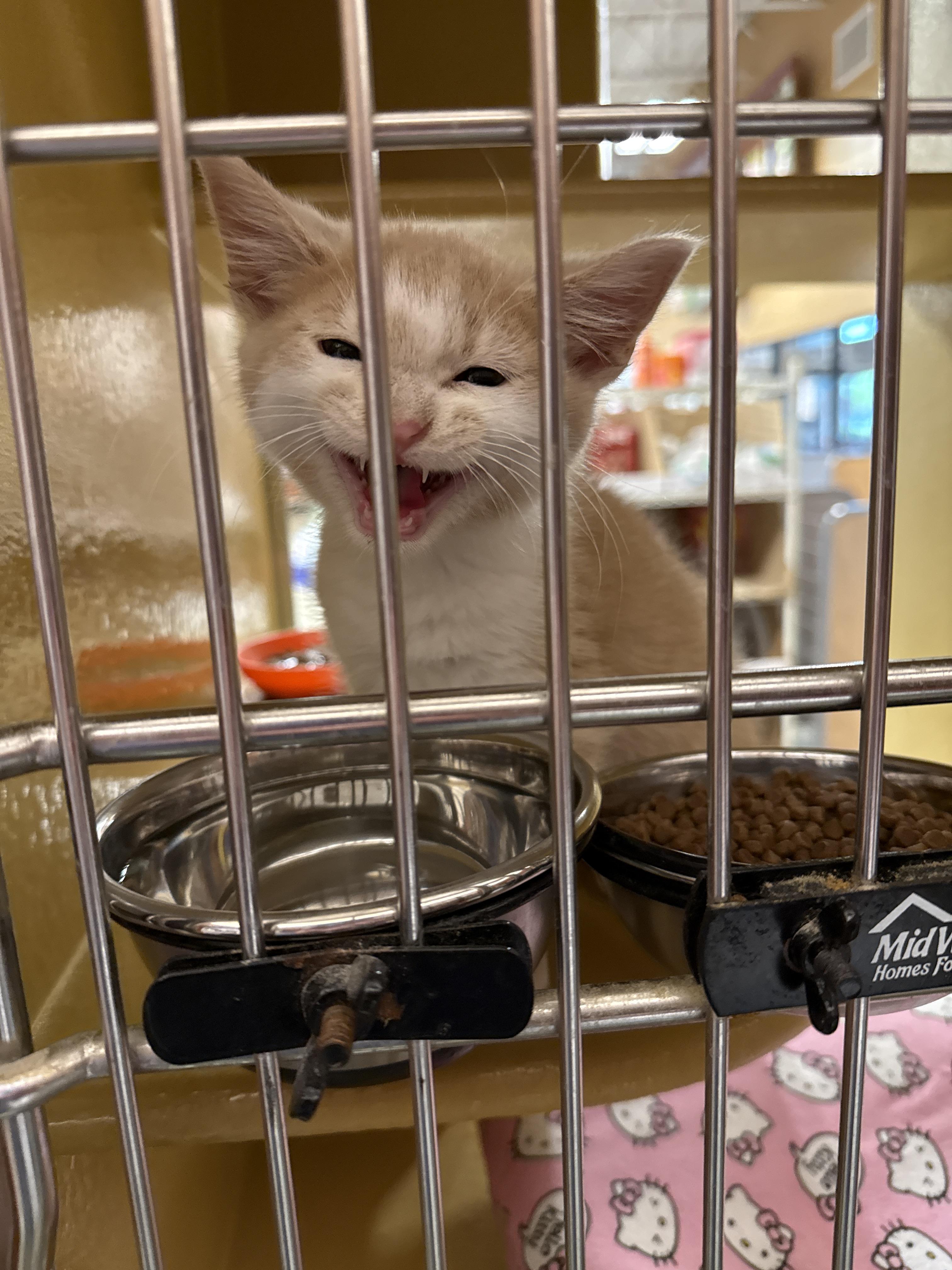 Ollie, adopted, Young Male Domestic Medium Hair.