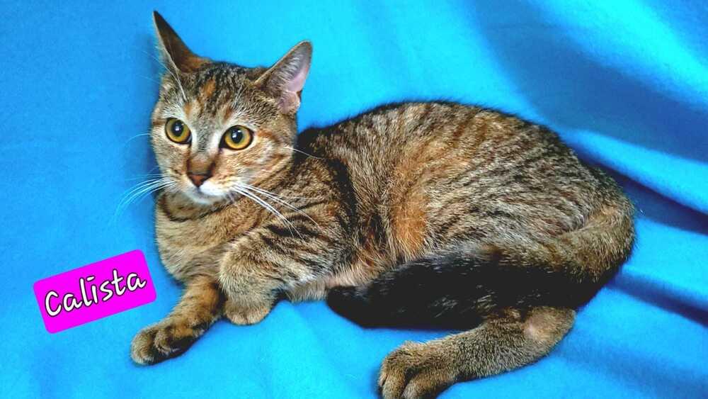 Enlarge Calista, a Adoptable mixed breed in Jessup, MD image 2/3