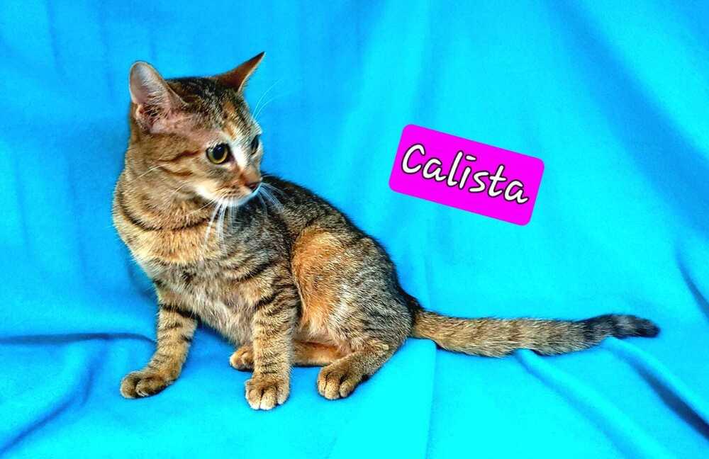Enlarge Calista, a Adoptable mixed breed in Jessup, MD image 3/3