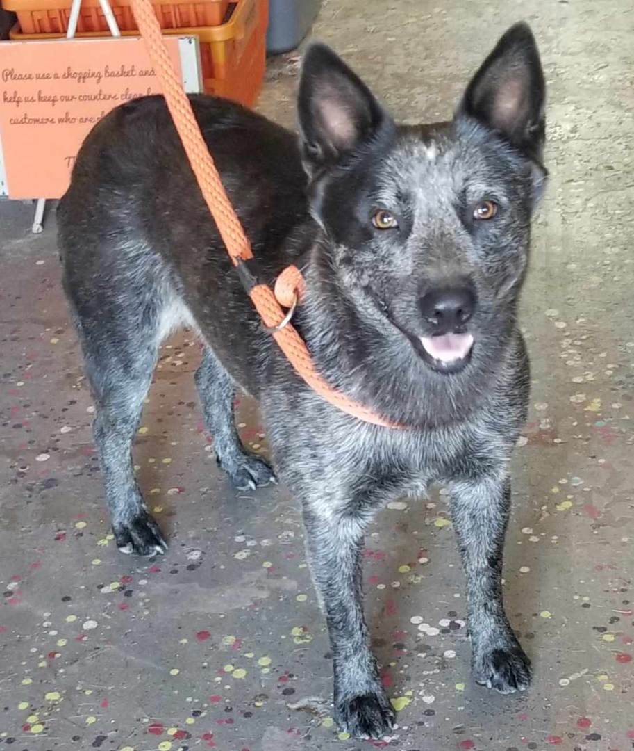 Azula, an adoptable Australian Cattle Dog / Blue Heeler in Mccurtain, OK_image-1