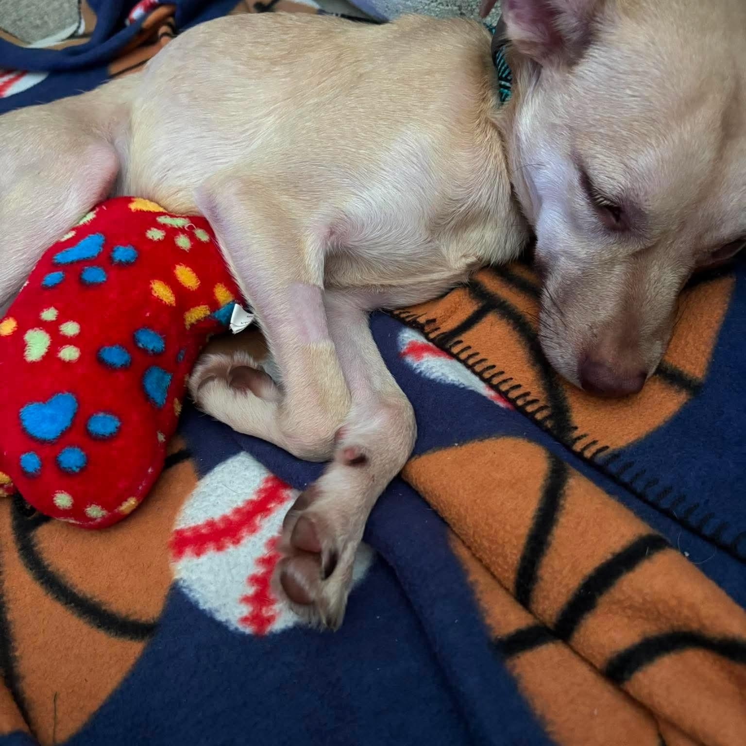 Jasper in foster care, a ADOPTABLE mixed breed in Minooka, IL image 3/6