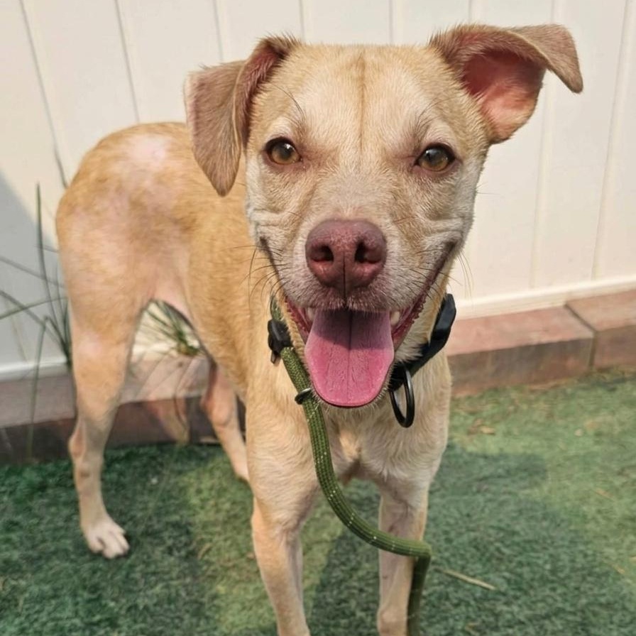 Jasper in foster care, ADOPTABLE, Young Male Miniature Pinscher.
