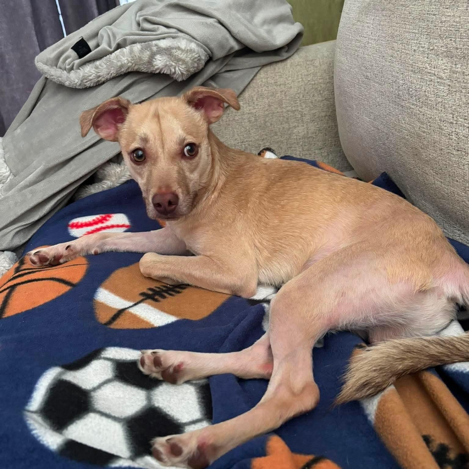 Jasper in foster care, a ADOPTABLE mixed breed in Minooka, IL image 6/6