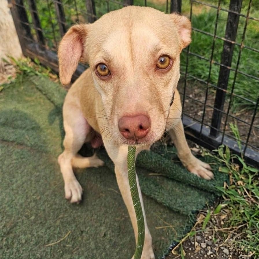 Jasper in foster care, a ADOPTABLE mixed breed in Minooka, IL image 2/6