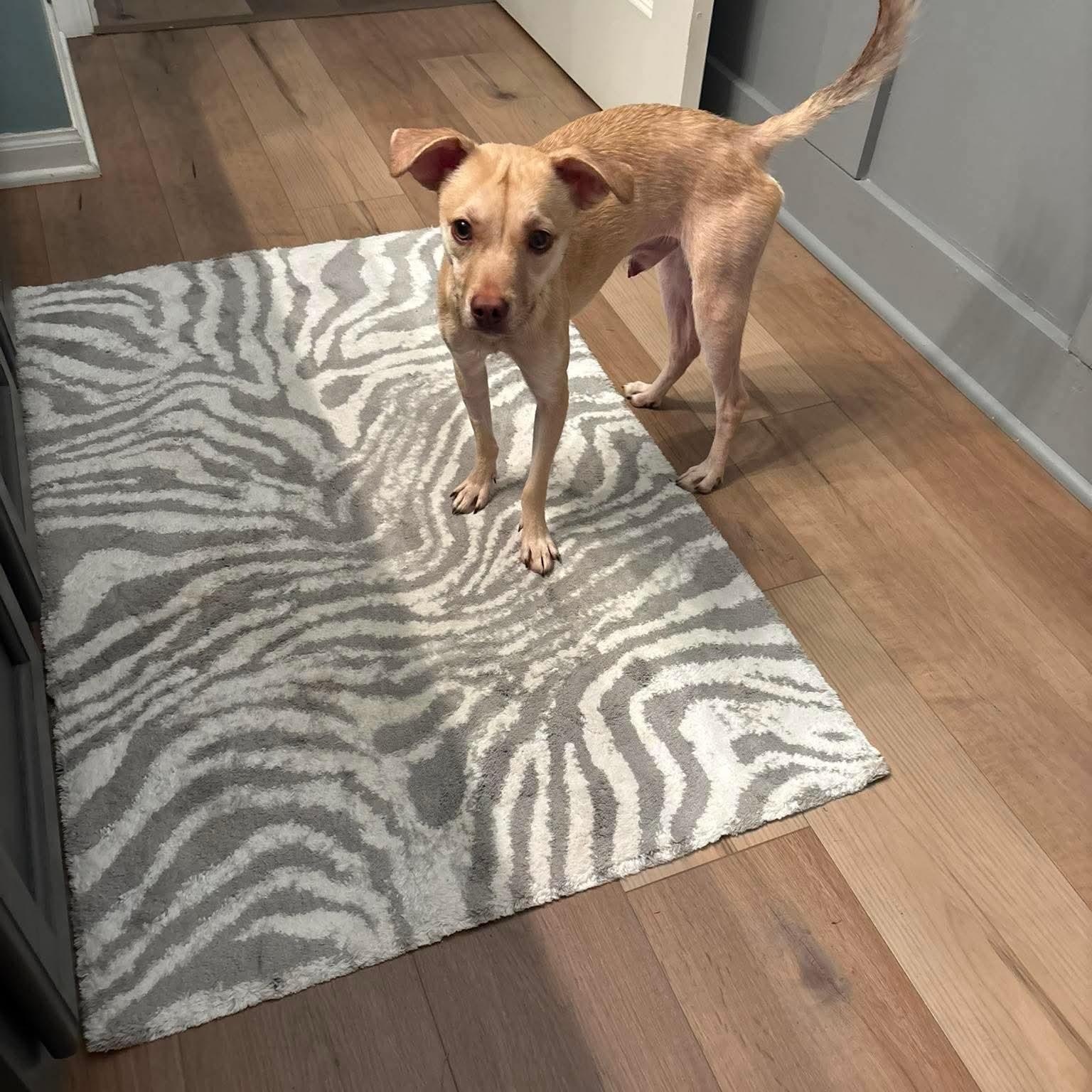 Jasper in foster care, a ADOPTABLE mixed breed in Minooka, IL image 4/6