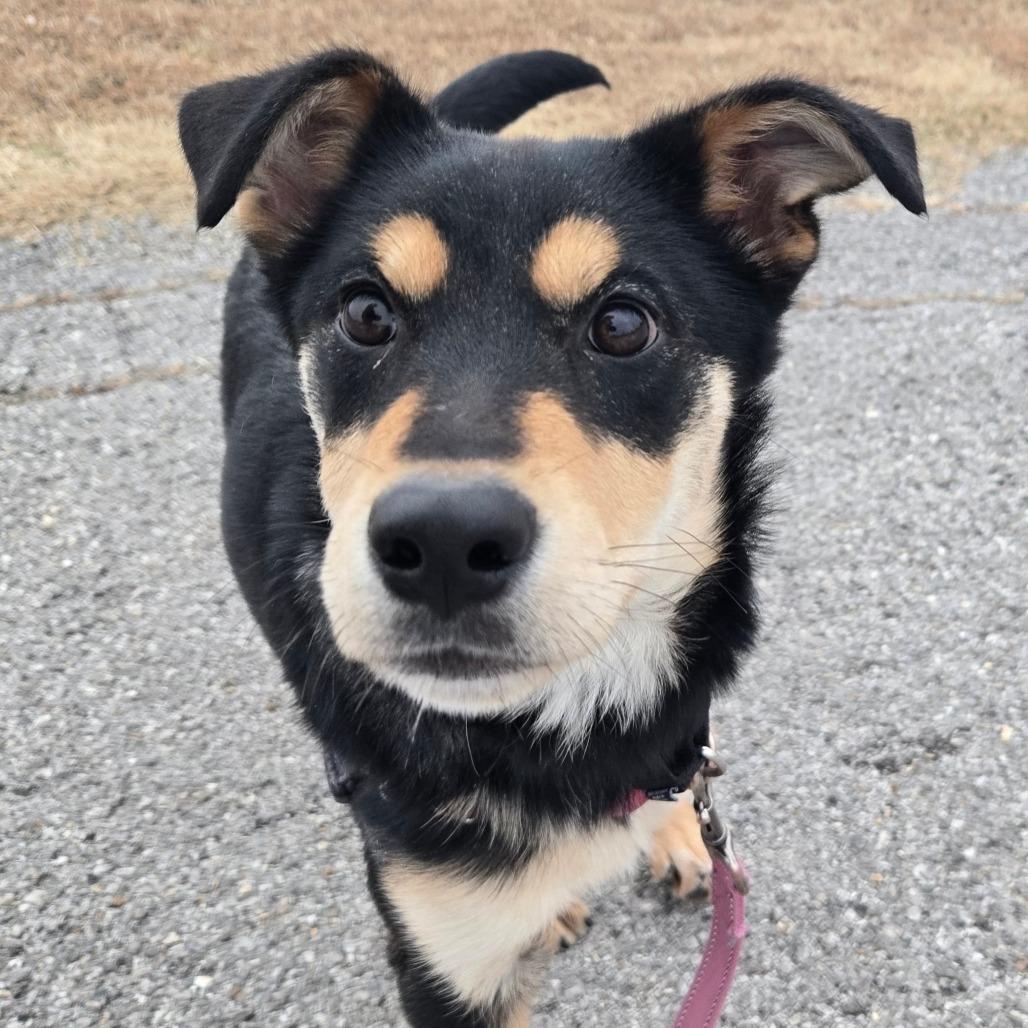 Viola, Adoptable, Puppy Female Mixed Breed.