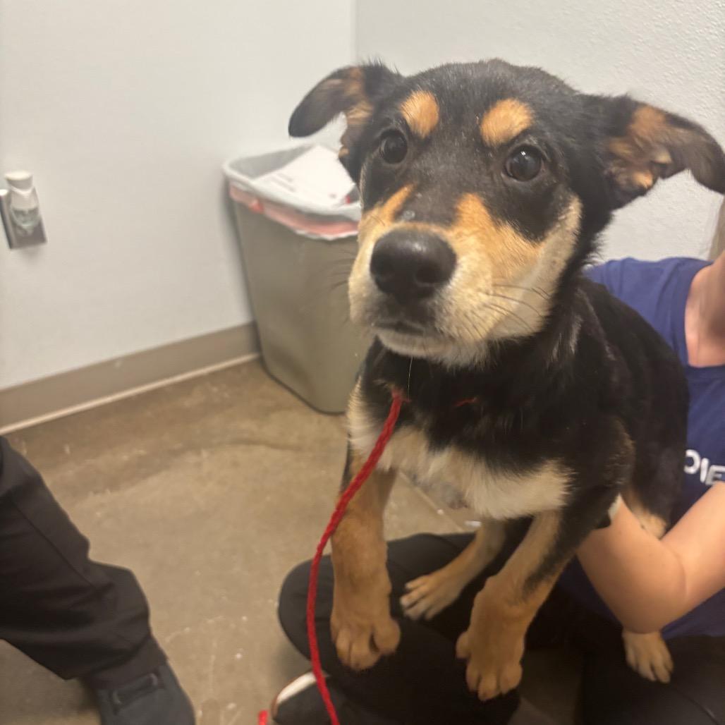 Viola, a Adoptable Mixed Breed in Tulsa, OK image 2/6