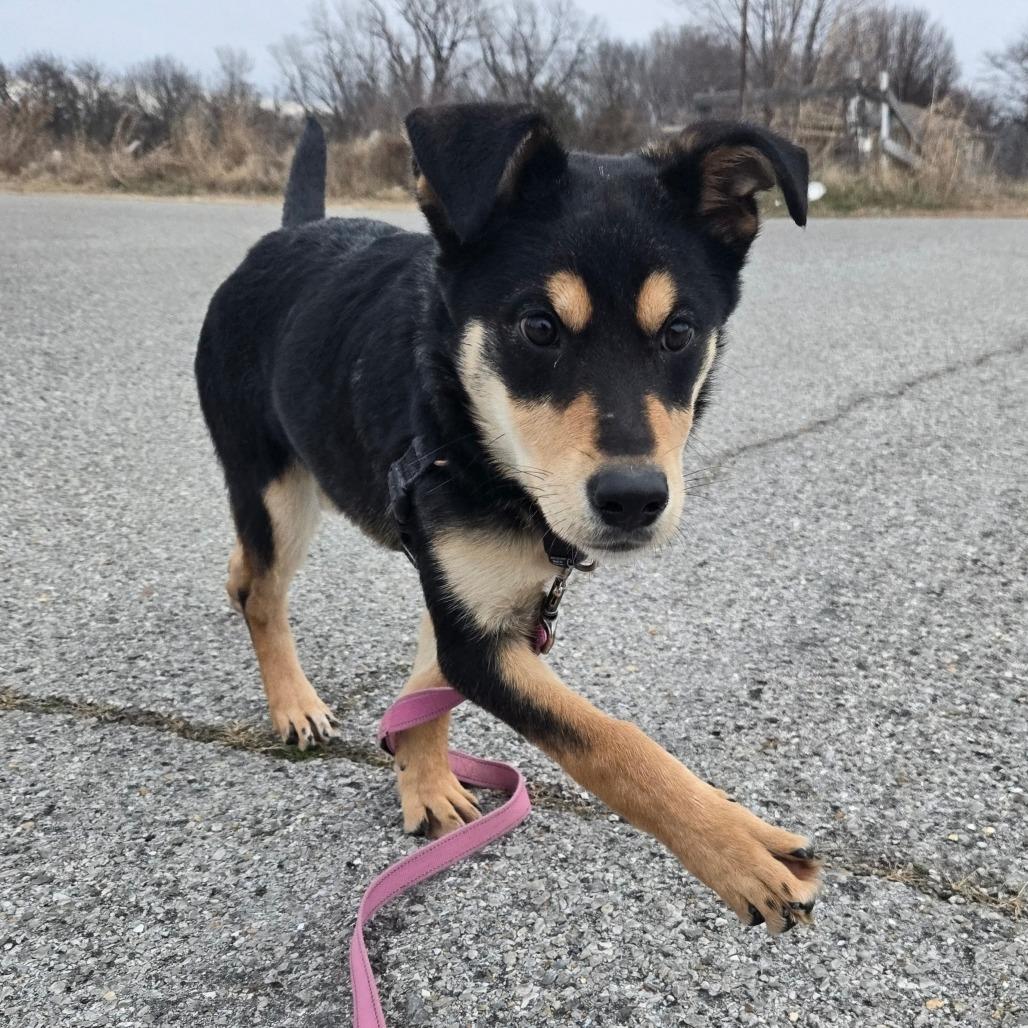 Viola, a Adoptable Mixed Breed in Tulsa, OK image 4/6