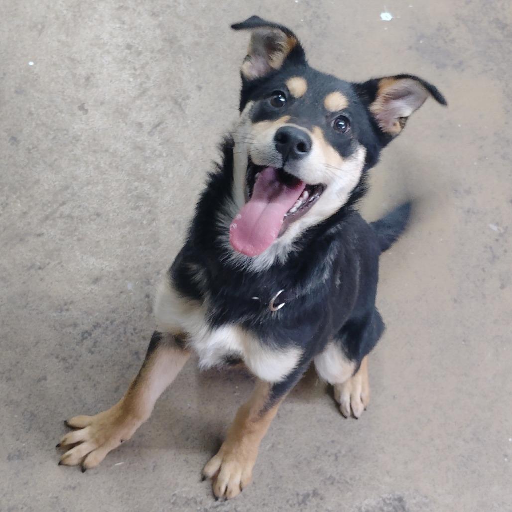 Viola, a Adoptable Mixed Breed in Tulsa, OK image 5/6