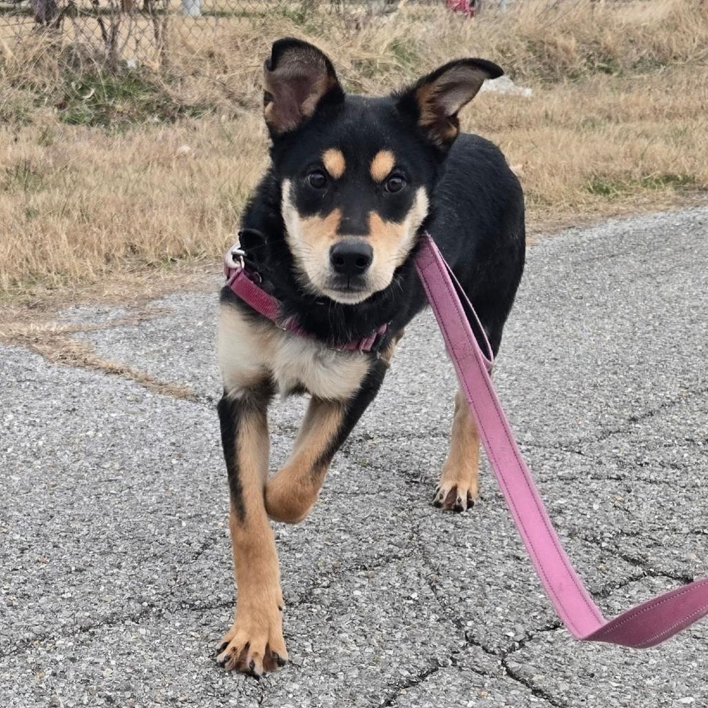 Viola, a Adoptable Mixed Breed in Tulsa, OK image 6/6