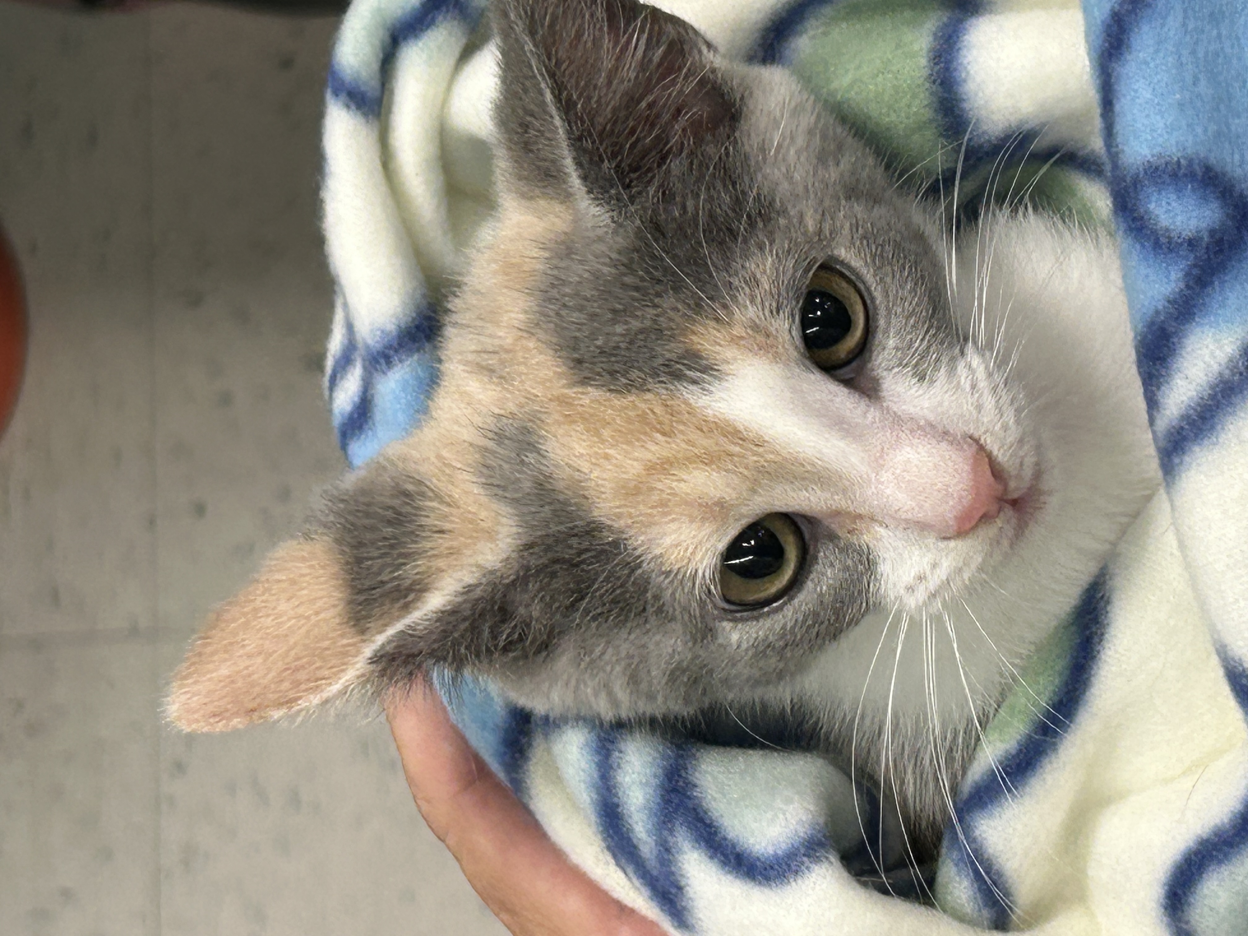 Cat for adoption May (Daughter of Cleopatra), a Dilute Calico in