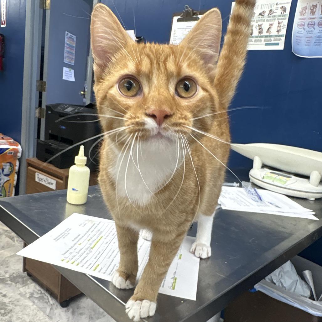 Silas, Adoptable, Kitten Male Domestic Short Hair.