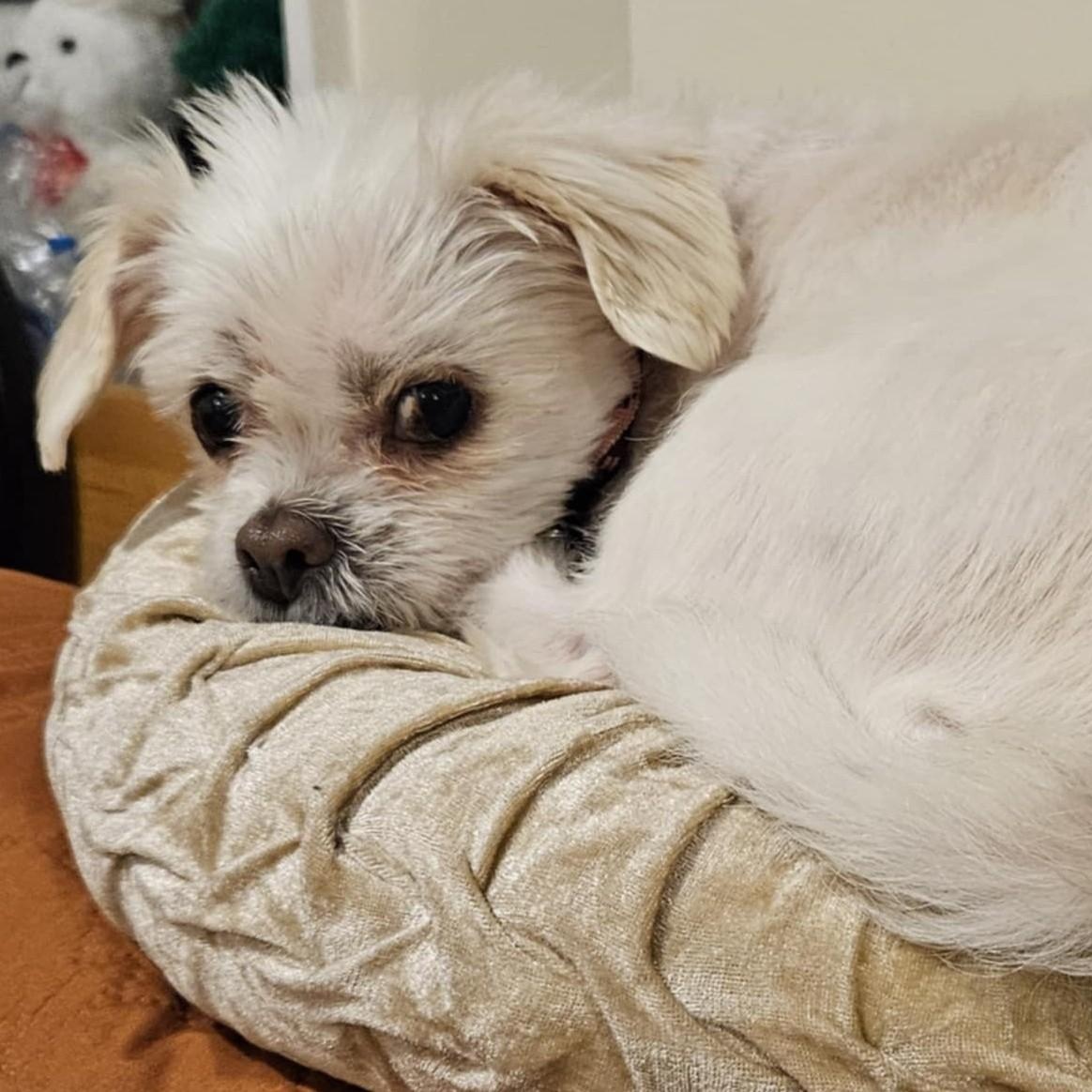 Lady, Adoptable, Adult Female Maltese.