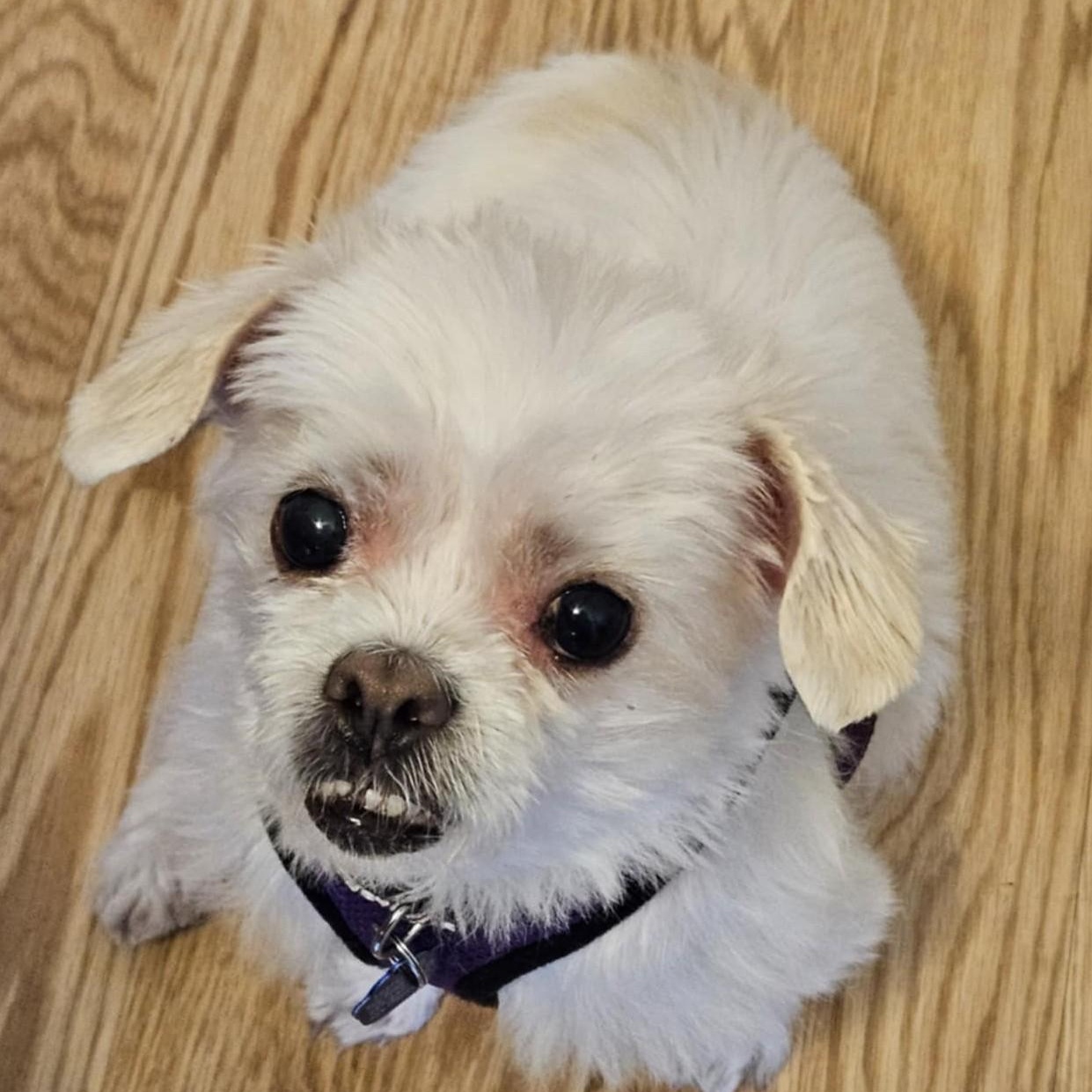 Enlarge Lady, a Adoptable mixed breed in Cherry Hill, NJ image 3/6