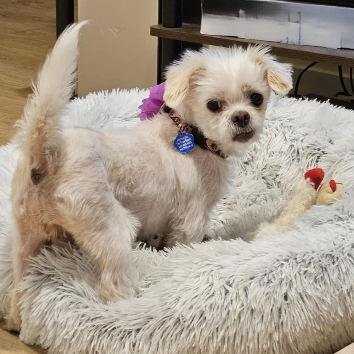 Enlarge Lady, a Adoptable mixed breed in Cherry Hill, NJ image 4/6