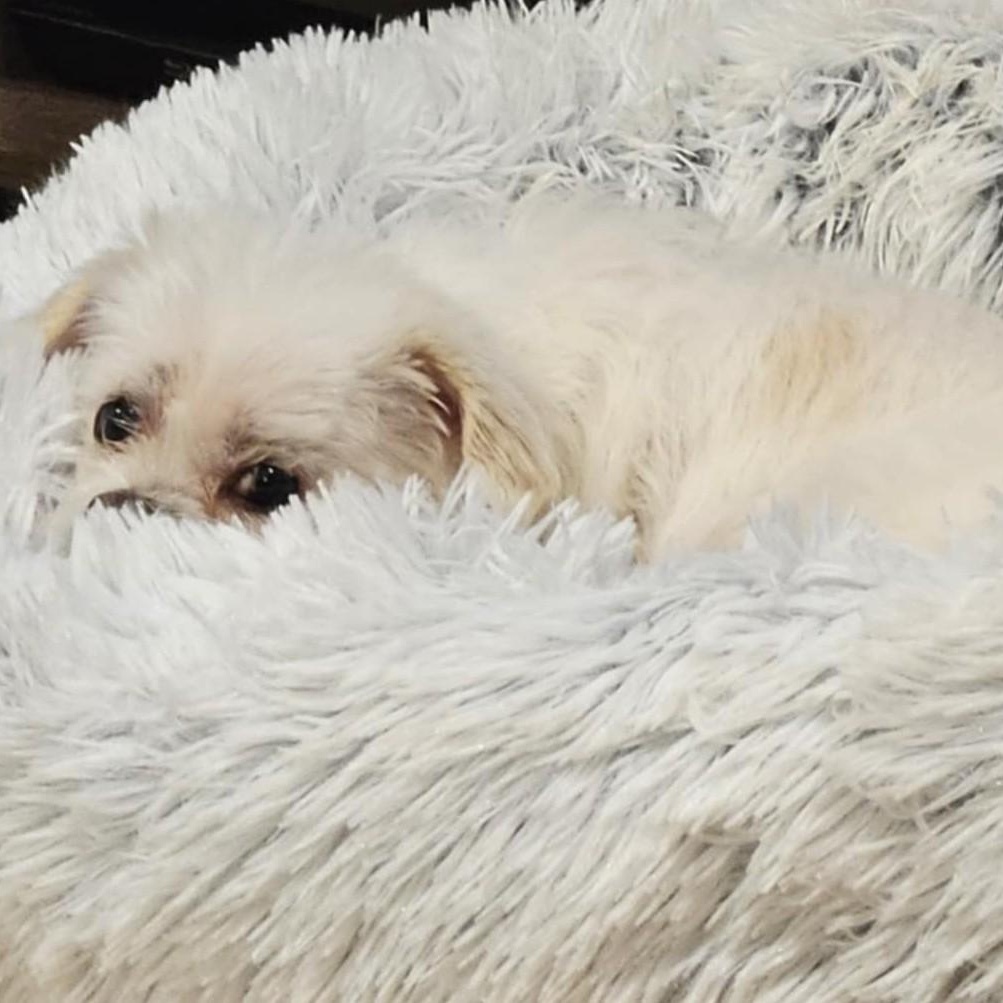 Enlarge Lady, a Adoptable mixed breed in Cherry Hill, NJ image 5/6