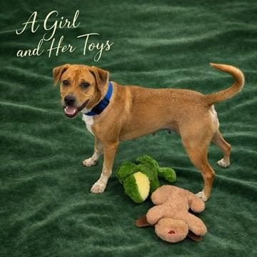 Enlarge Rita, a ADOPTABLE Mixed Breed in Long Beach, WA image 4/4