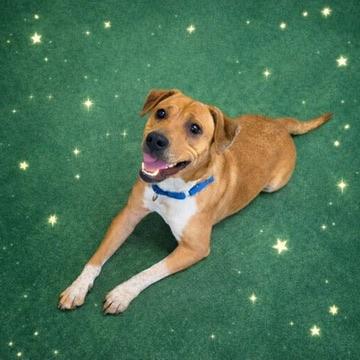 Enlarge Rita, a ADOPTABLE Mixed Breed in Long Beach, WA image 1/4