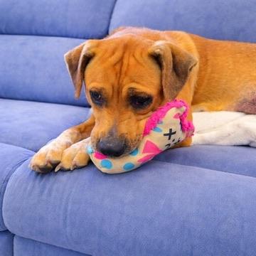 Enlarge Rita, a ADOPTABLE Mixed Breed in Long Beach, WA image 3/4