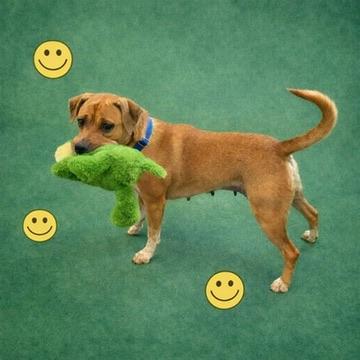 Enlarge Rita, a ADOPTABLE Mixed Breed in Long Beach, WA image 2/4