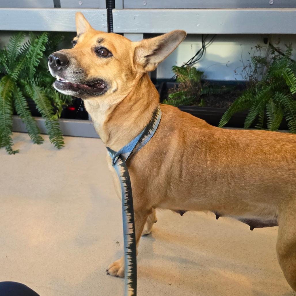 MilkyWay, Adoptable, Young Female Cattle Dog.