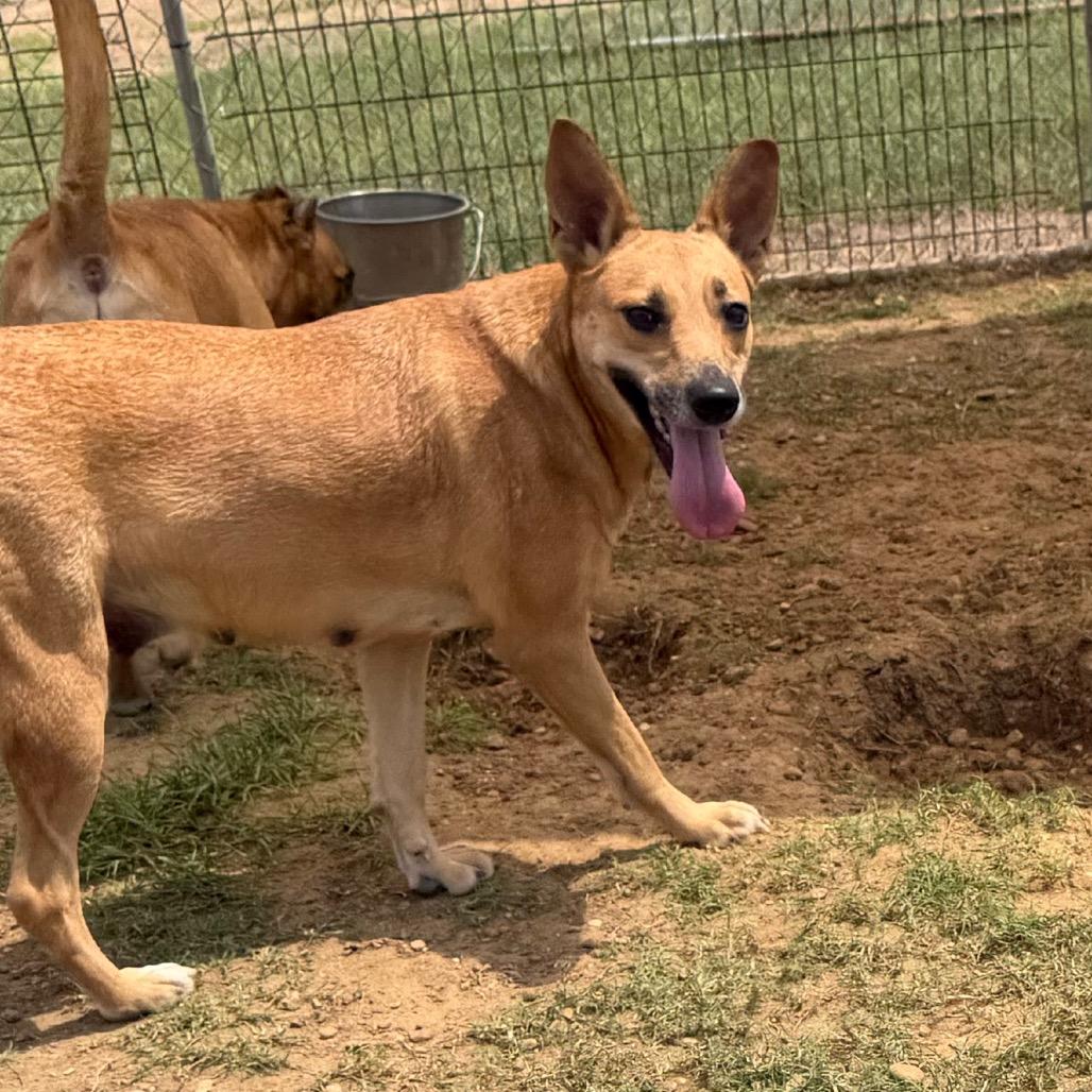 MilkyWay, a Adoptable Cattle Dog in West Point, MS image 2/6