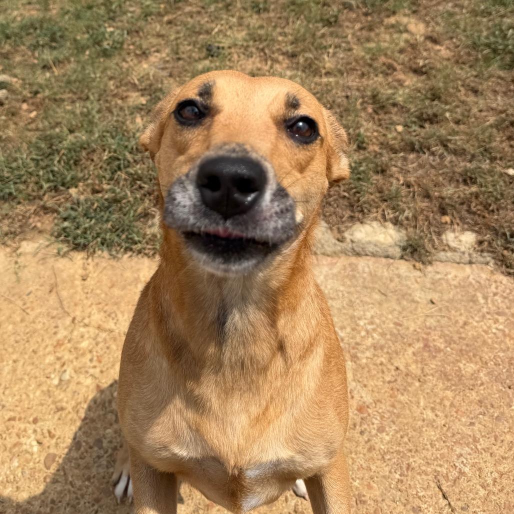MilkyWay, a Adoptable Cattle Dog in West Point, MS image 3/6