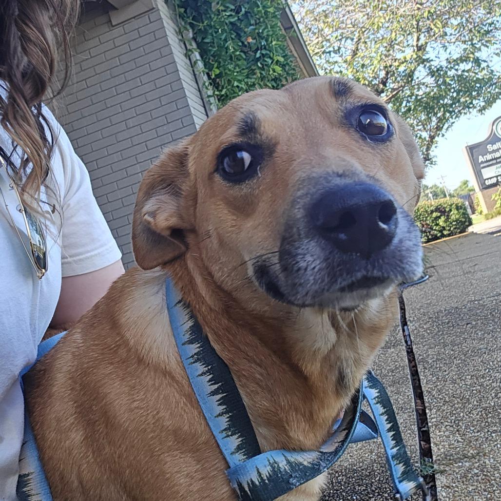 MilkyWay, a Adoptable Cattle Dog in West Point, MS image 4/6