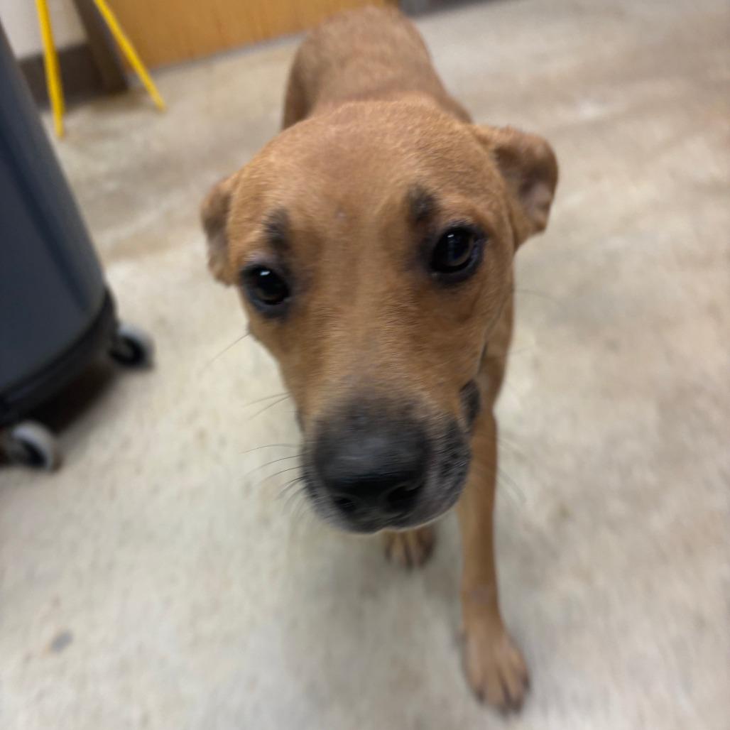 MilkyWay, a Adoptable Cattle Dog in West Point, MS image 5/6