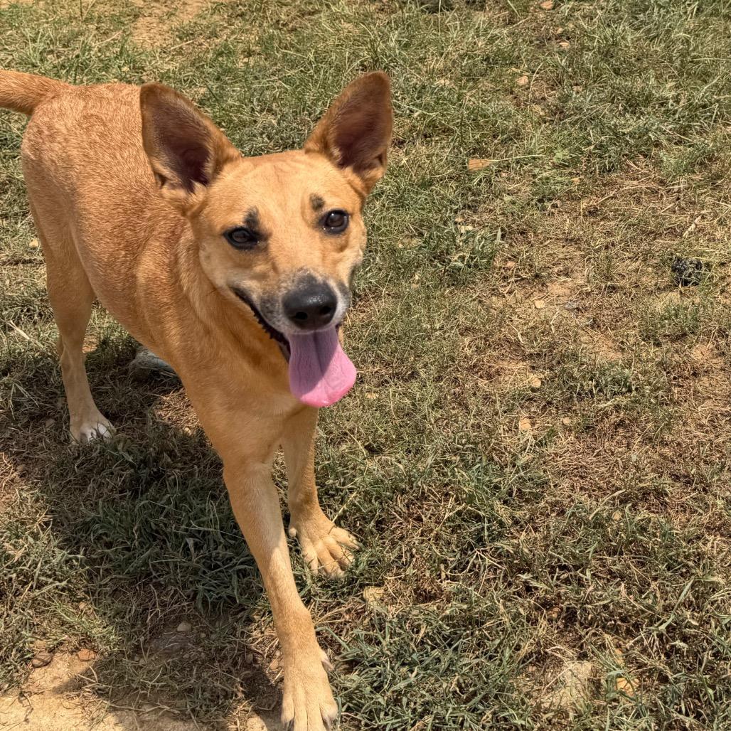 MilkyWay, a Adoptable Cattle Dog in West Point, MS image 6/6