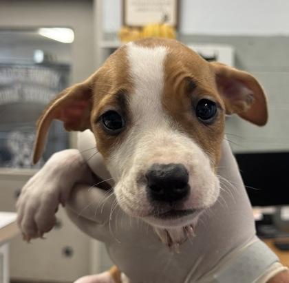 Bashful, Adoptable, Puppy Female Pit Bull Terrier & Mixed Breed.