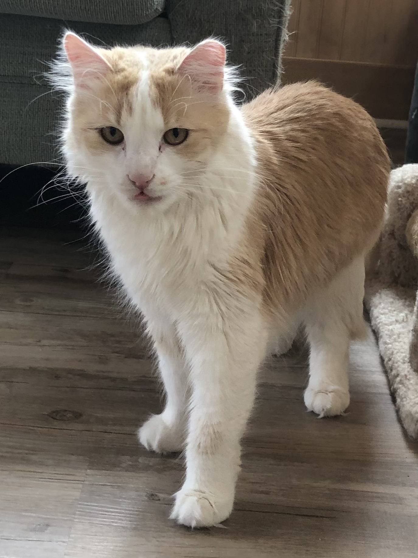 Sunkist (bonded with Sunny D)