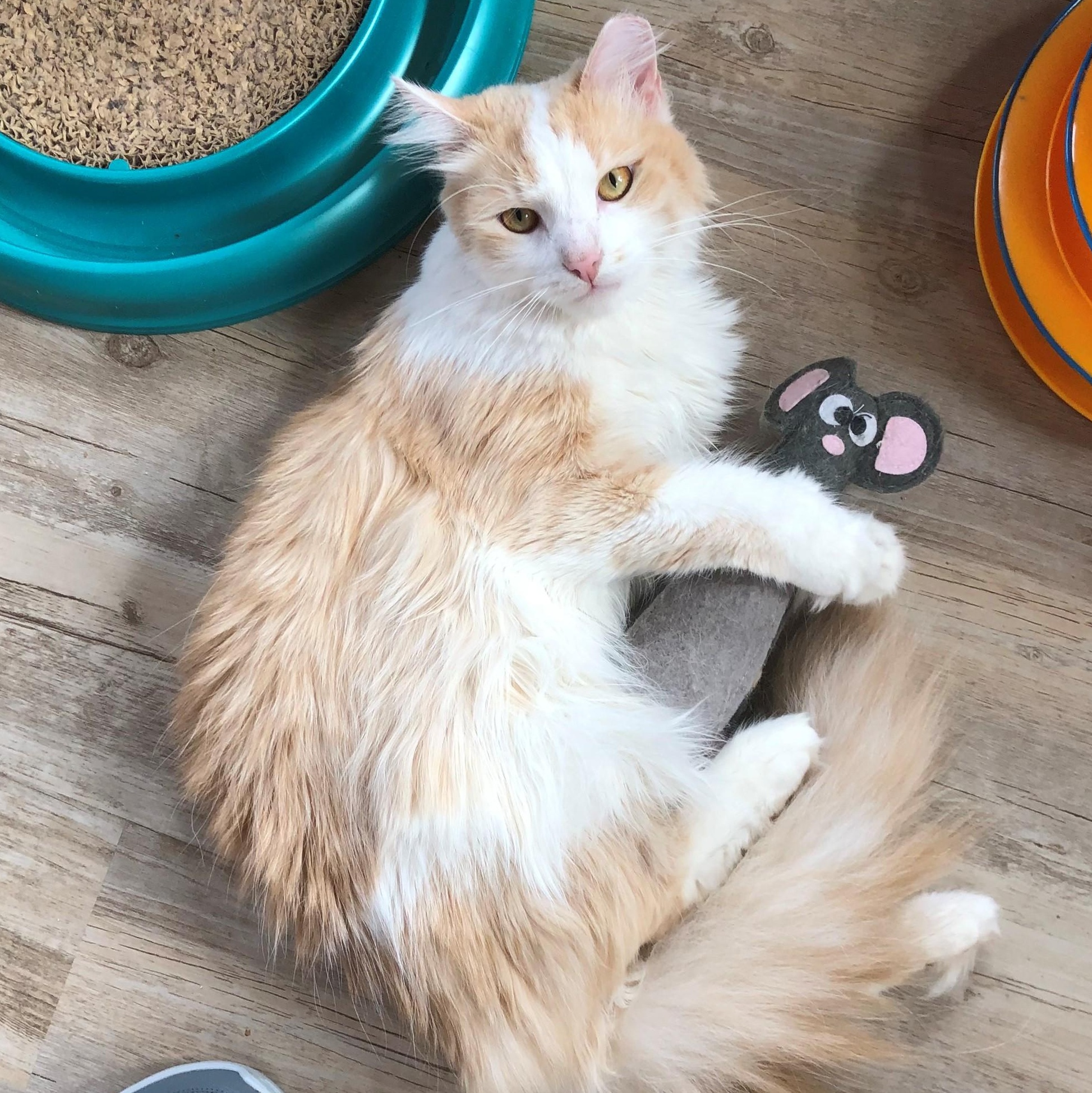 Sunkist (bonded with Sunny D)