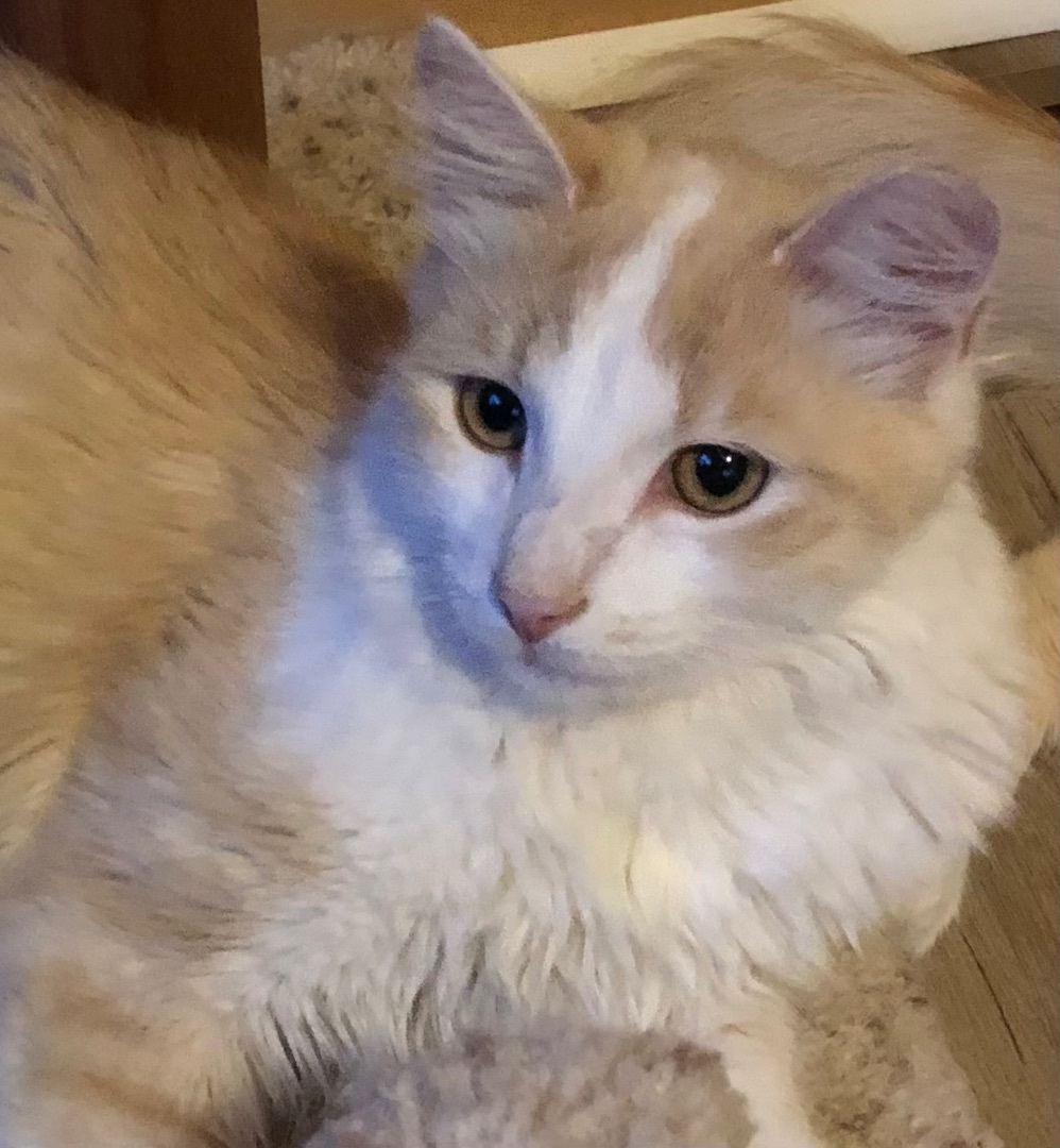 Sunkist (bonded with Sunny D)