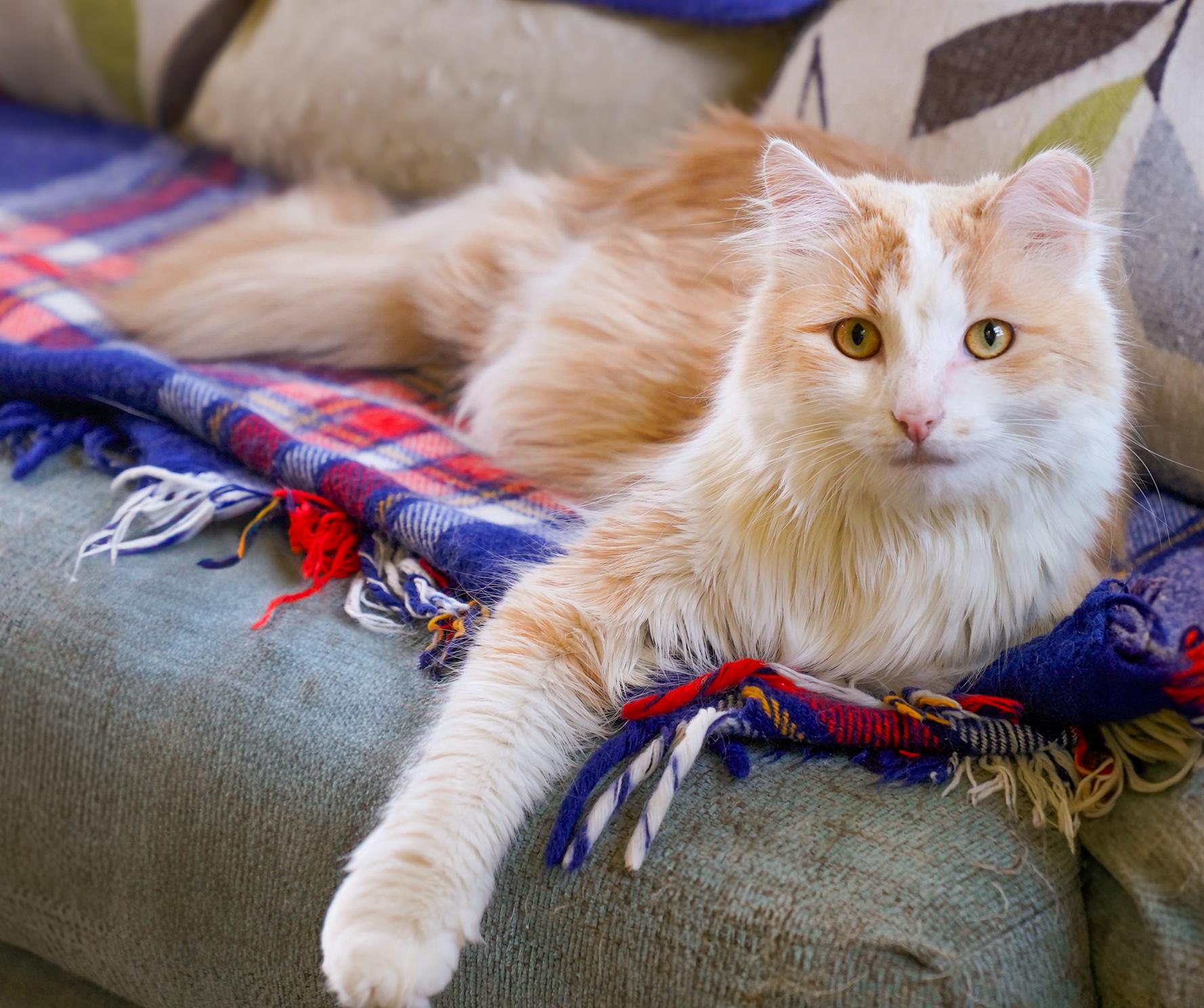 Sunkist (bonded with Sunny D), Adoptable, Adult Male Domestic Long Hair.