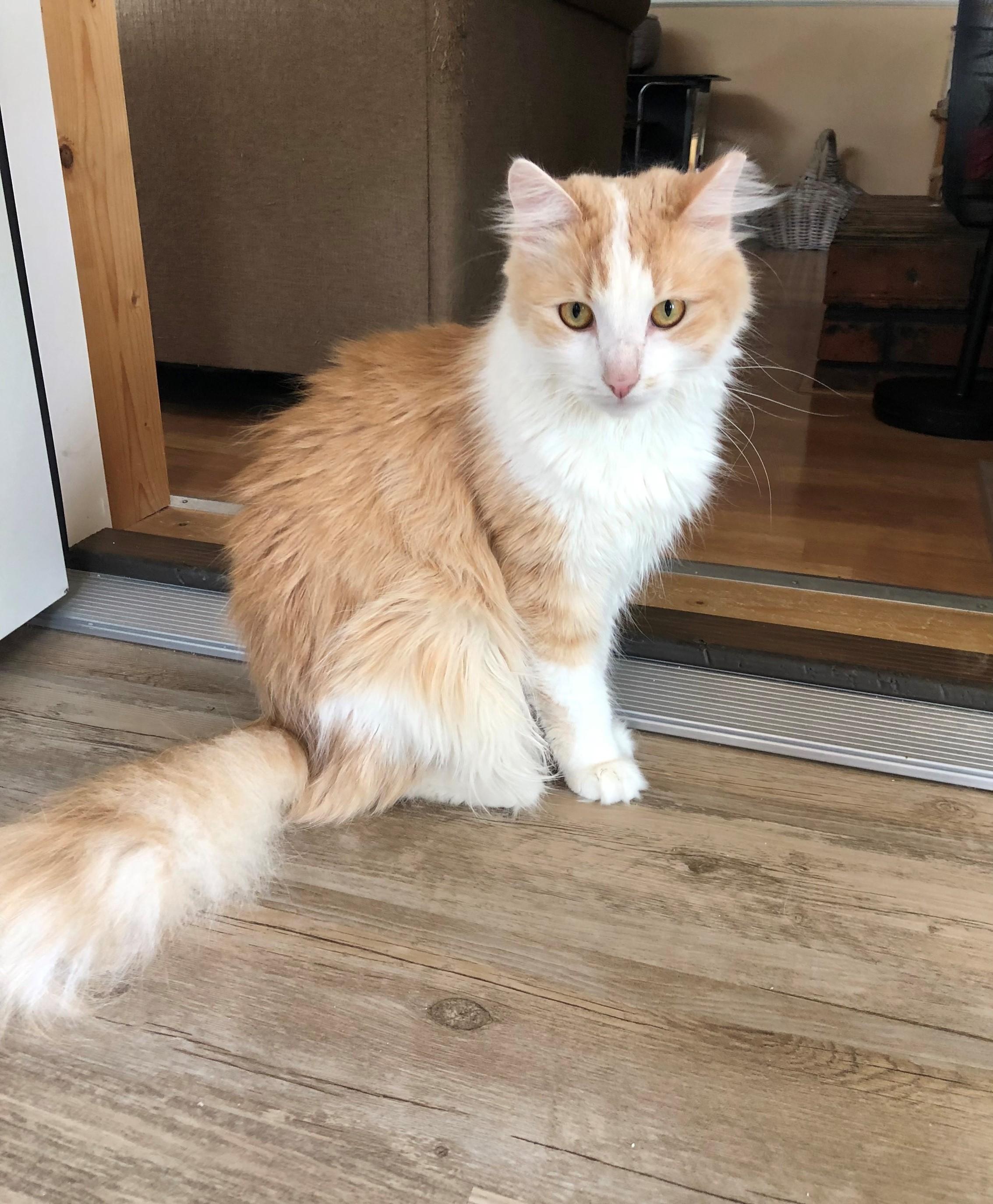 Sunkist (bonded with Sunny D)