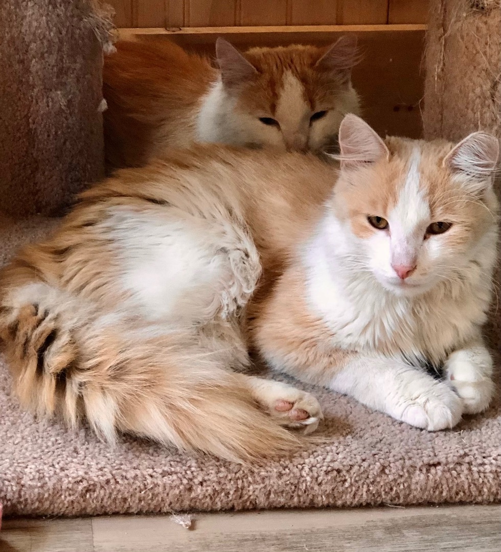 Sunkist (bonded with Sunny D)