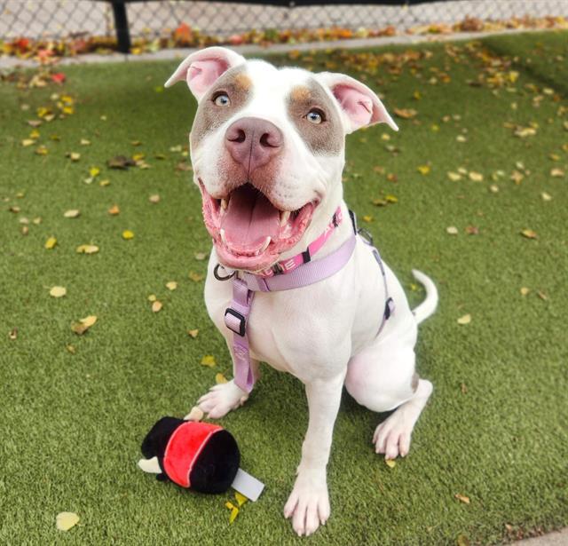 ROCKETT, Adoptable, Young Male Pit Bull Terrier & Mixed Breed.