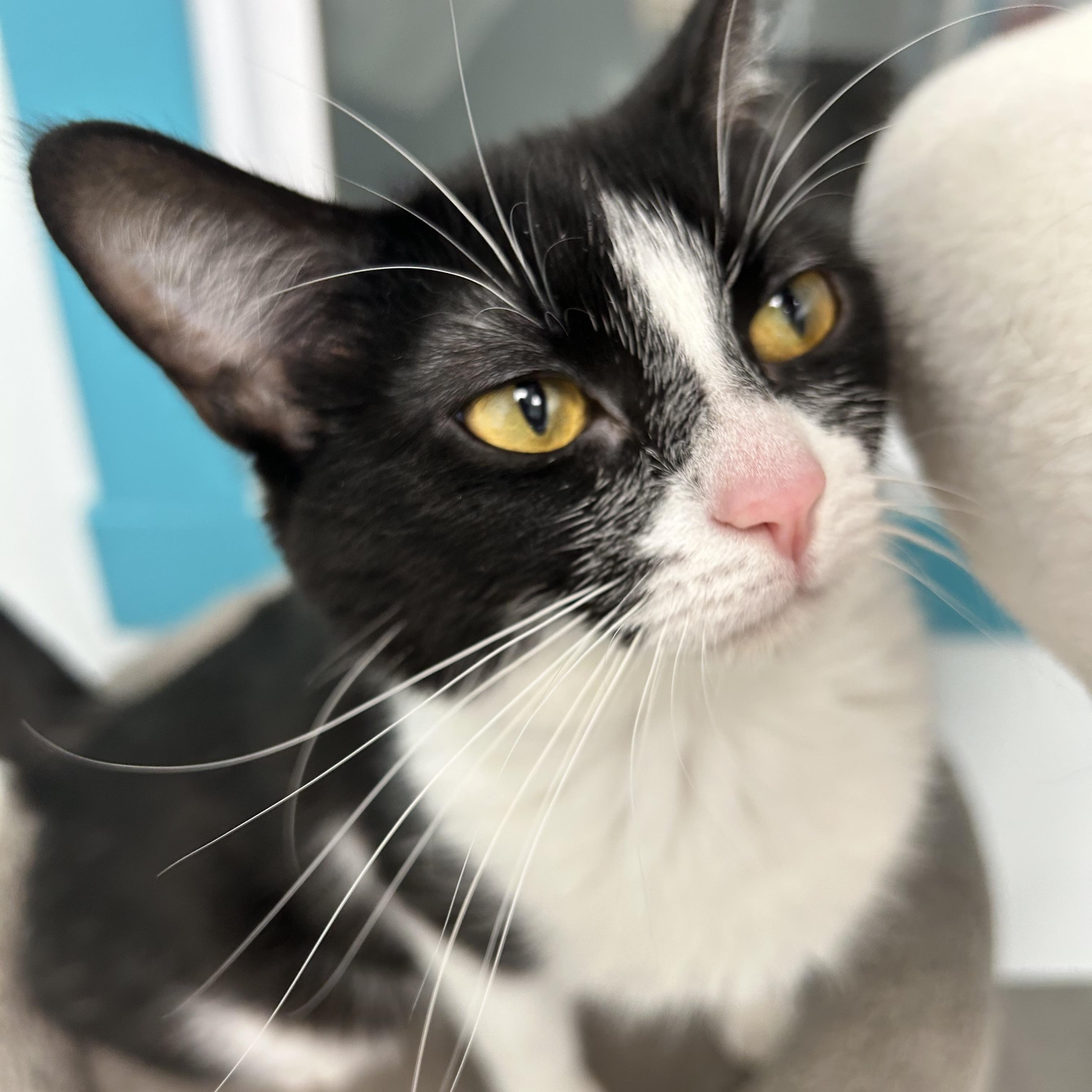 Blossom - CHOW HOUND- ADOPTION PENDING, an adopted Domestic Short Hair in Grand Rapids, MI image 2/6