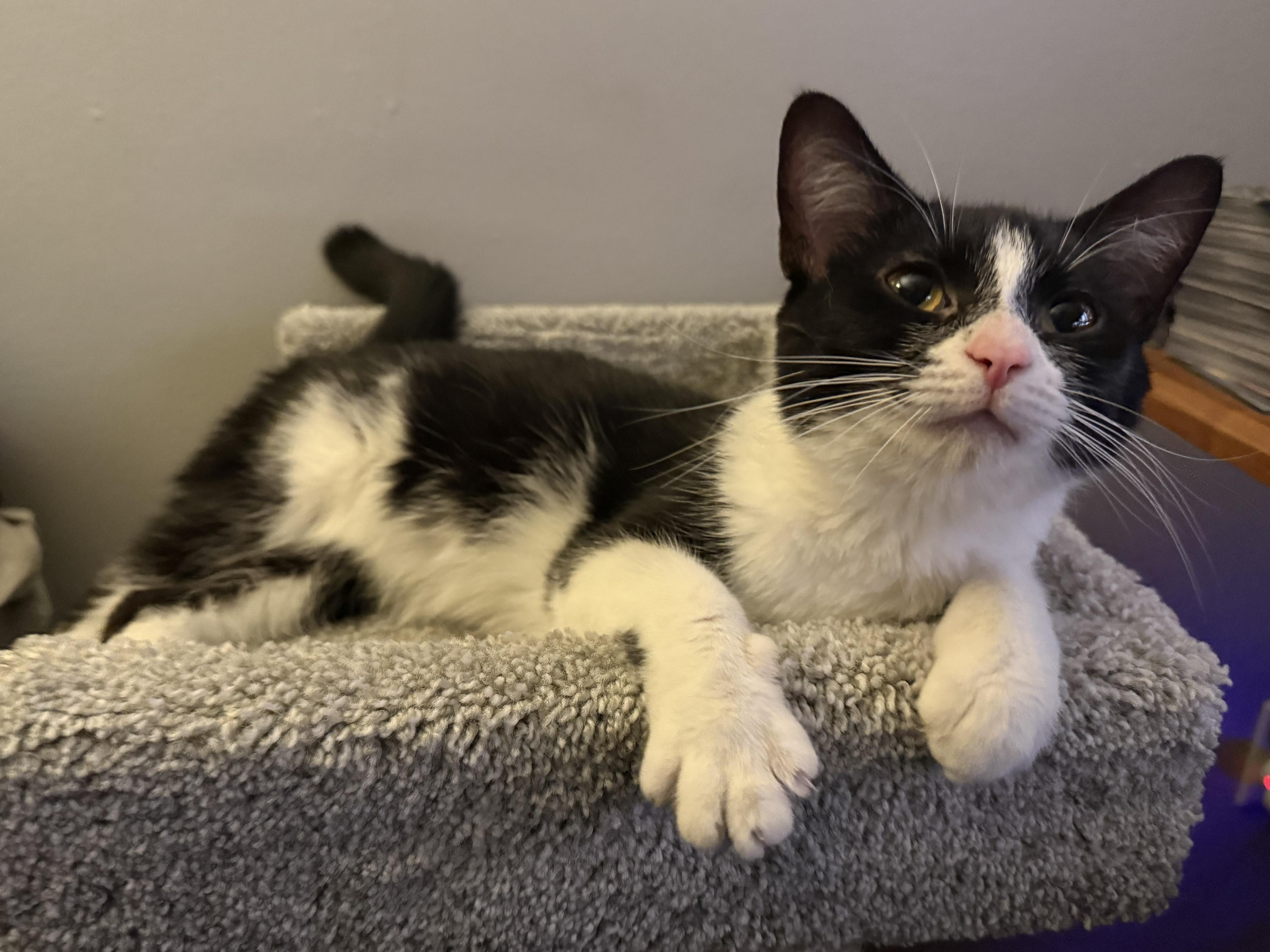Blossom - CHOW HOUND- ADOPTION PENDING, an adopted Domestic Short Hair in Grand Rapids, MI image 3/6