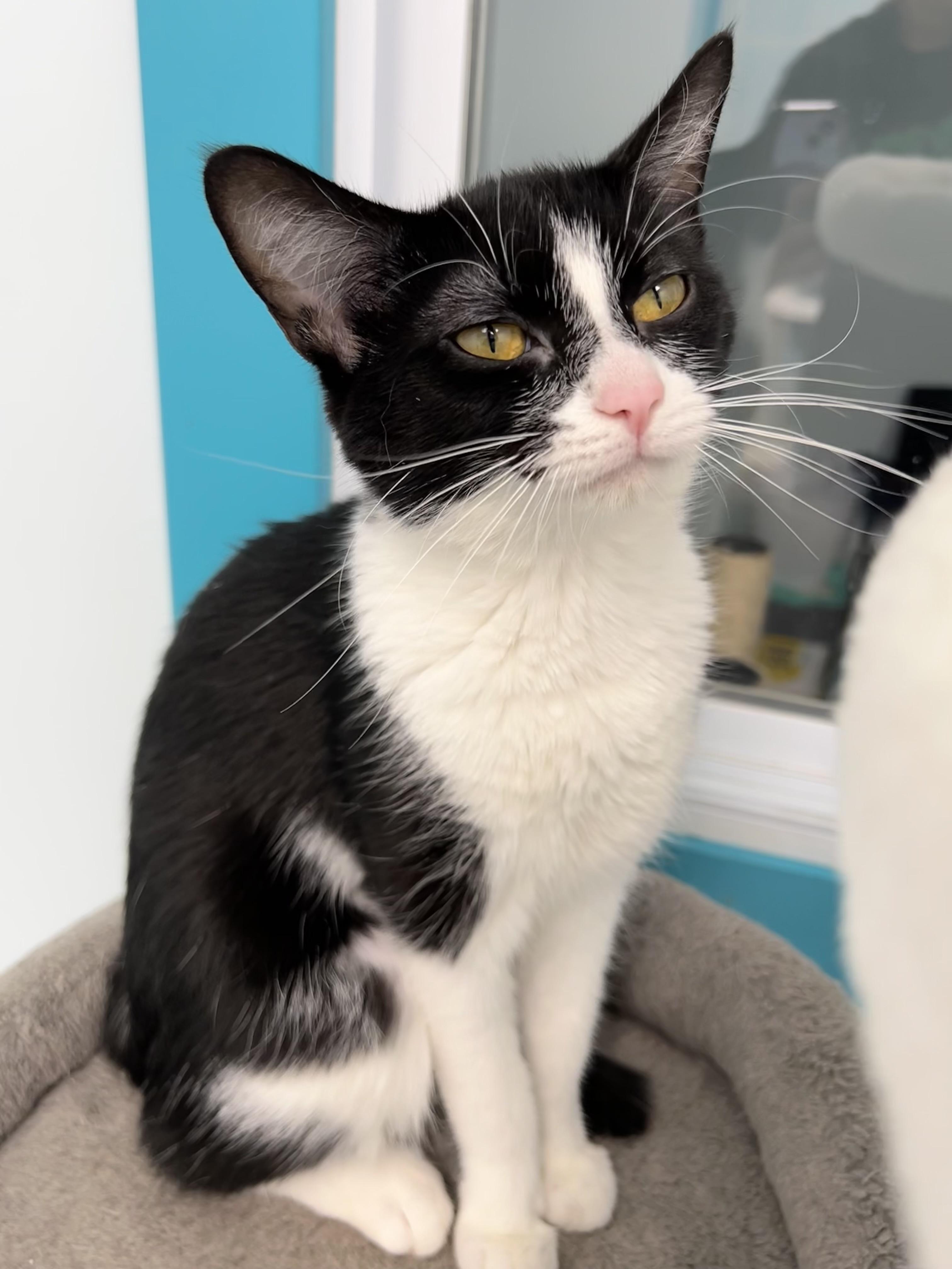 Blossom - CHOW HOUND- ADOPTION PENDING, an adopted Domestic Short Hair in Grand Rapids, MI image 5/6