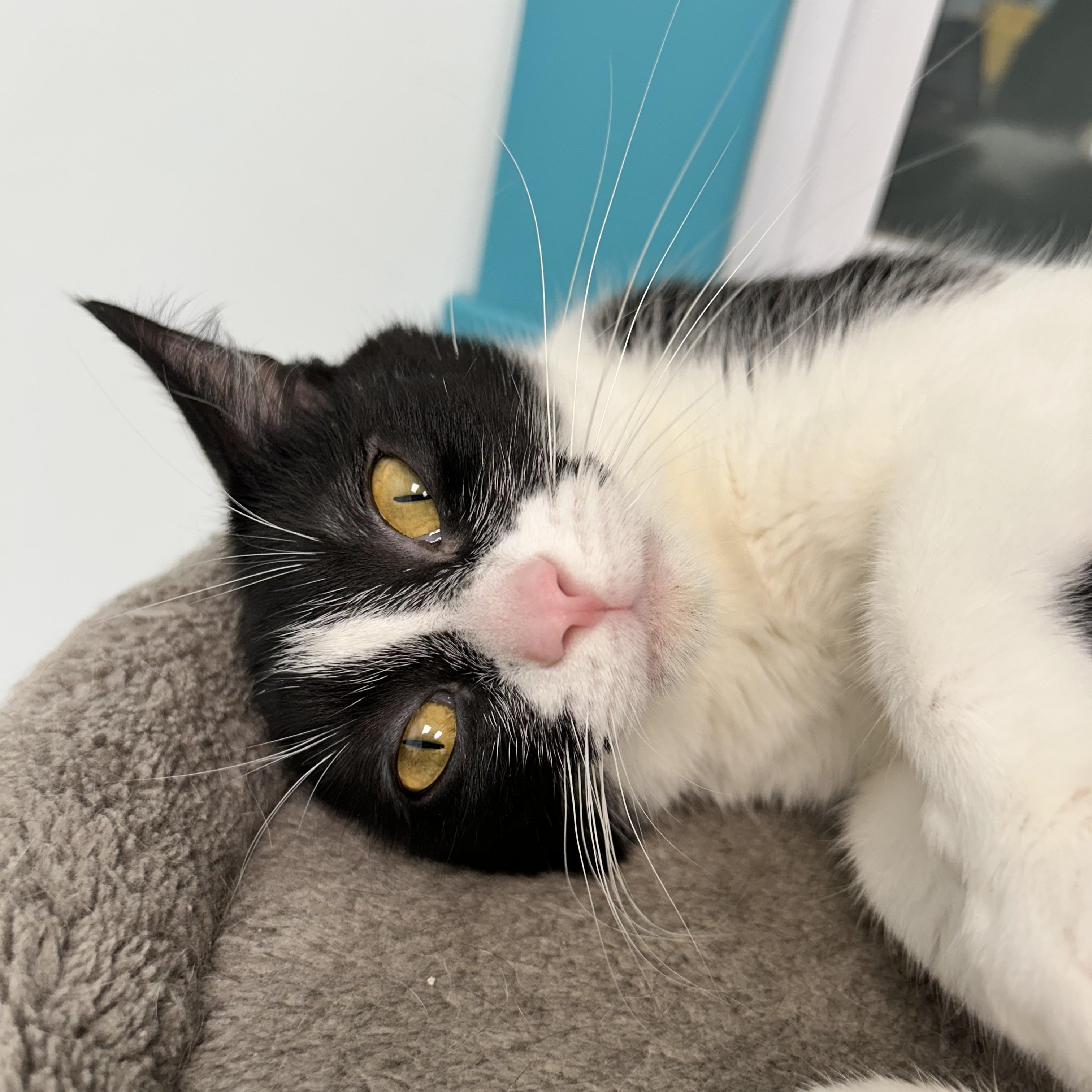 Blossom - CHOW HOUND- ADOPTION PENDING, an adopted Domestic Short Hair in Grand Rapids, MI image 6/6
