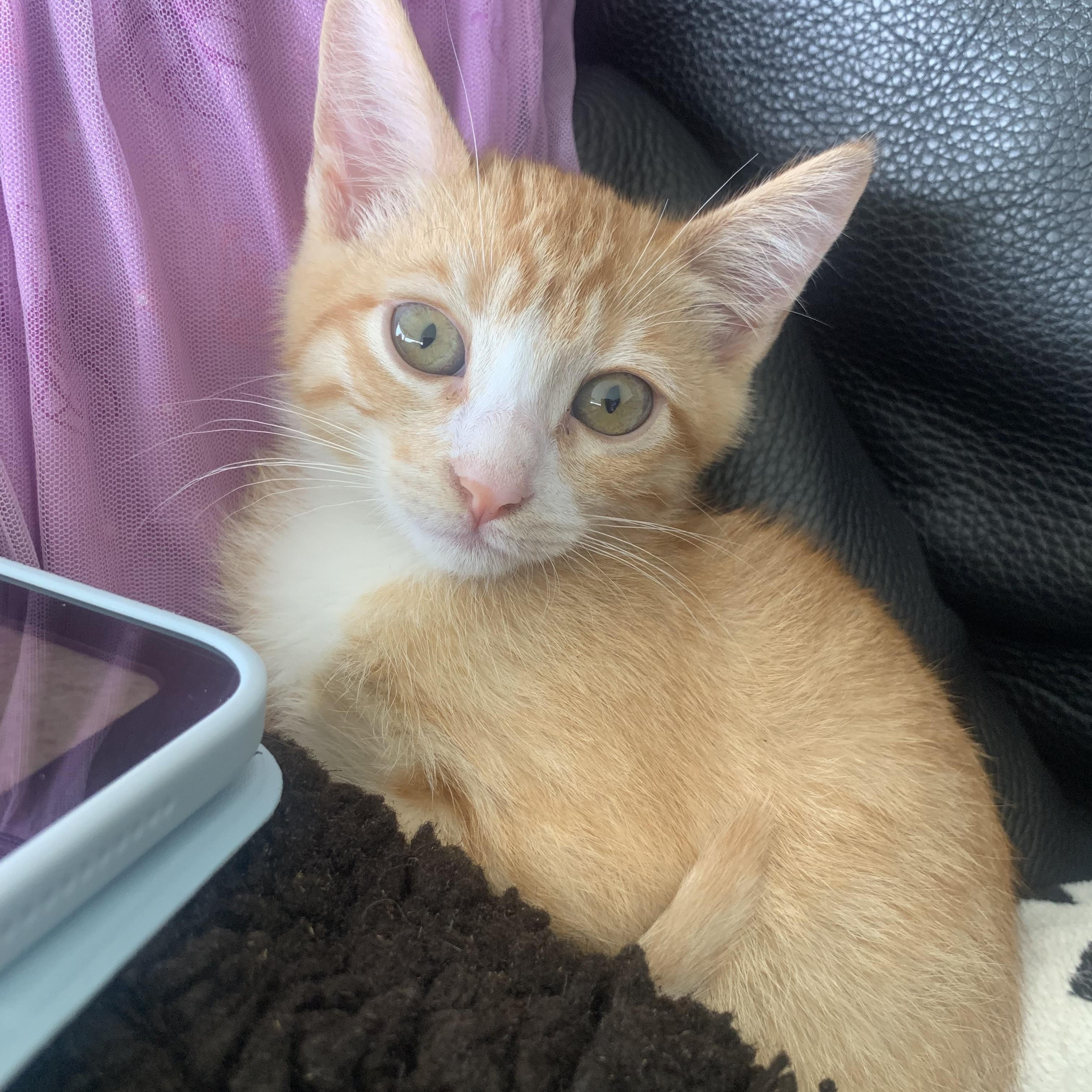 Enlarge Ginger, a ADOPTABLE mixed breed in Laguna Beach, CA image 2/3