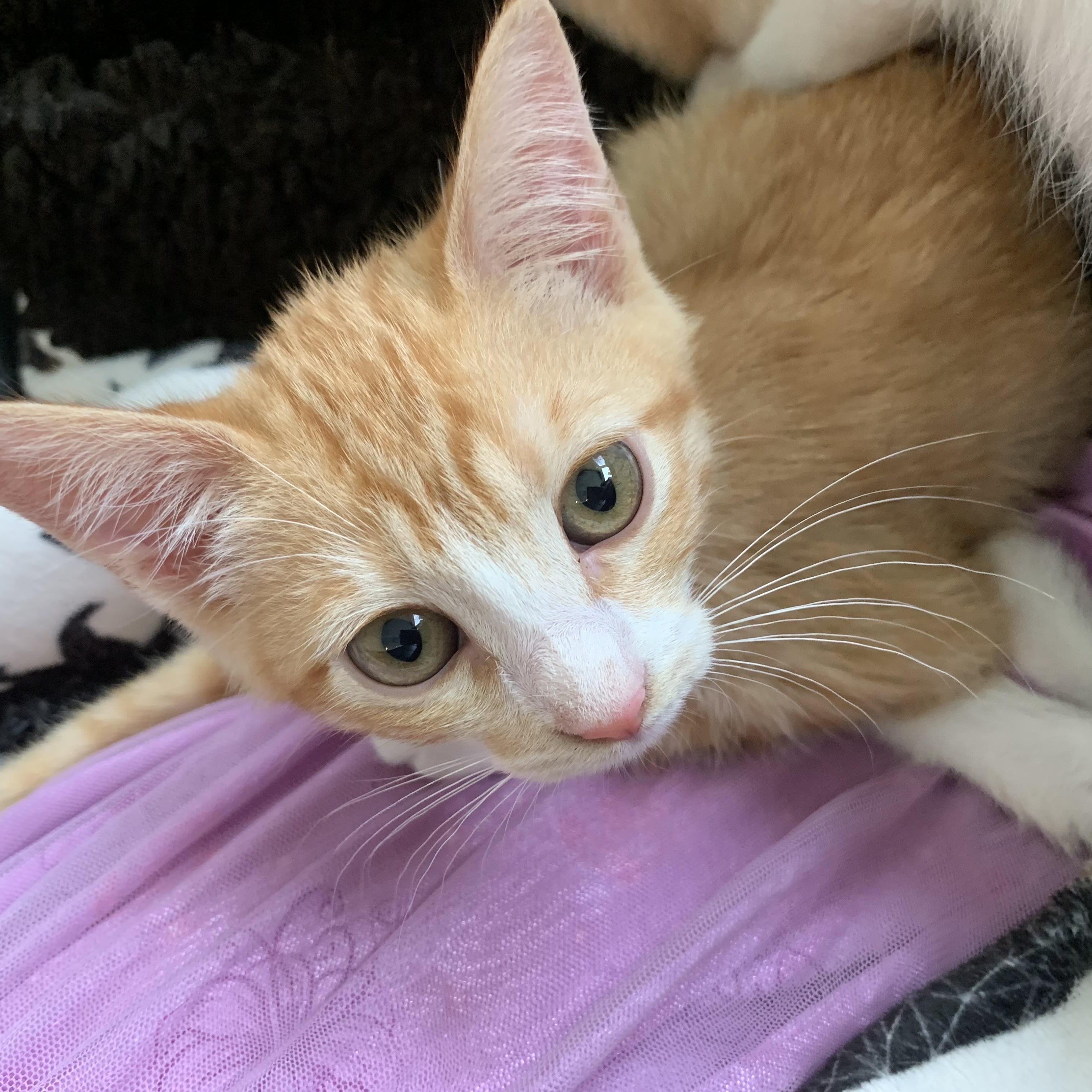 Ginger, ADOPTABLE, Kitten Female American Shorthair.