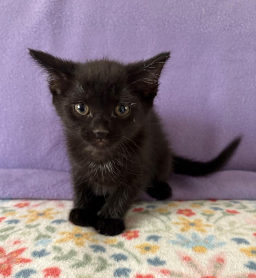 Tiny Diamond, Baby Female unknown