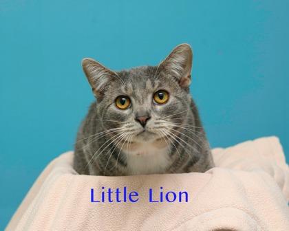 Enlarge Little Lion, a Adoptable mixed breed in Parma, OH image 1/1